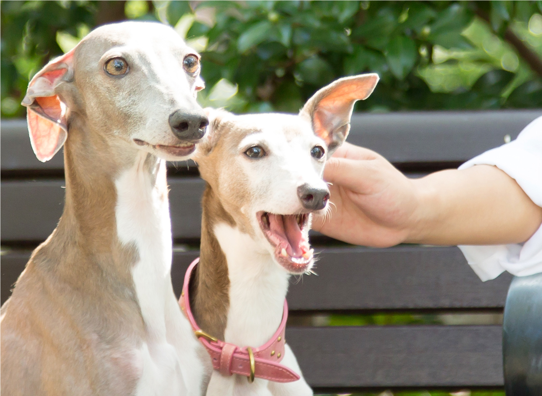 ペットと飼い主のイメージ